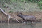 Notes on Field Trips Wilpattu National Park