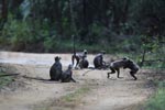 Notes on Field Trips Wilpattu National Park