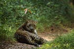 Notes on Field Trips Wilpattu National Park