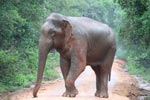 Wilpattu National Park 15th - 18th April 2021