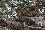 Wilpattu National Park 15th - 18th April 2021