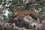 Wilpattu National Park 15th - 18th April 2021