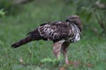 Wilpattu National Park 15th - 18th April 2021