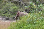 Wilpattu National Park 15th - 18th April 2021