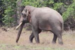 Wilpattu National Park 15th - 18th April 2021