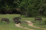 Notes on Field Trips Wilpattu National Park