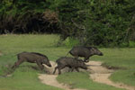 Notes on Field Trips Wilpattu National Park