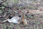 Wilpattu National ParkPark 16th – 18th August 2019