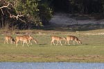  16-19-November-2017Notes on Field Trips Wilpattu National Park