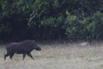 Notes on Field Trips Wilpattu National Park