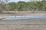 Notes on Field Trips Wilpattu National Park