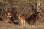 Notes on Field Trips Wilpattu National Park