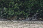 Notes on Field Trips Wilpattu National Park