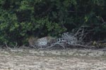 Notes on Field Trips Wilpattu National Park