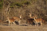 Notes on Field Trips Wilpattu National Park