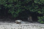 Notes on Field Trips Wilpattu National Park