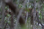 Notes on Field Trips Wilpattu National Park