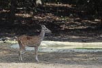 Notes on Field Trips Wilpattu National Park