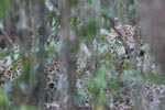 Notes on Field Trips Wilpattu National Park