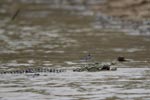 Notes on Field Trips Wilpattu National Park