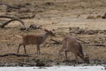 Notes on Field Trips Wilpattu National Park