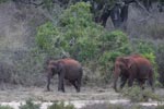 Notes on Field Trips Wilpattu National Park