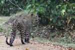 Wilpattu National Park 17th to 20th April 2019