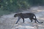 Wilpattu National Park 17th to 20th April 2019