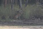 Wilpattu National Park 17th to 20th April 2019