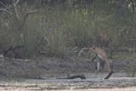 Wilpattu National Park 17th to 20th April 2019