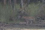 Wilpattu National Park 17th to 20th April 2019