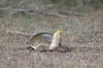 Wilpattu National Park 17th to 20th April 2019