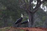 Notes on Field Trips Wilpattu National Park