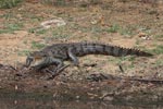 Notes on Field Trips Wilpattu National Park