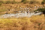 Notes on Field Trips Wilpattu National Park