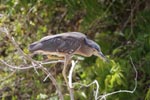 Notes on Field Trips Wilpattu National Park