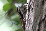 Notes on Field Trips Wilpattu National Park