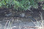 Notes on Field Trips Wilpattu National Park