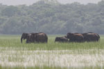 17-20 November 2018 Notes on Field Trips Wilpattu National Park