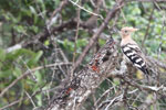 17-20 November 2018 Notes on Field Trips Wilpattu National Park