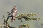 Wilpattu National ParkPark 17-20 October 2019