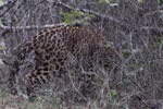 Wilpattu National ParkPark 17-20 October 2019