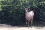 Wilpattu National ParkPark 17-20 October 2019