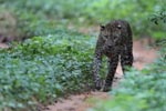 Wilpattu National ParkPark 17-20 October 2019