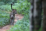 Wilpattu National ParkPark 17-20 October 2019