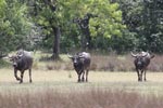 Wilpattu National ParkPark 17-20 October 2019