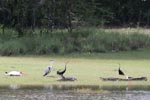 Wilpattu National ParkPark 17-20 October 2019