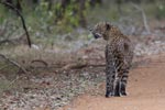 Wilpattu National Park 17 October 2020