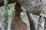 Wilpattu National Park 17 October 2020