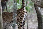 Wilpattu National Park 17 October 2020